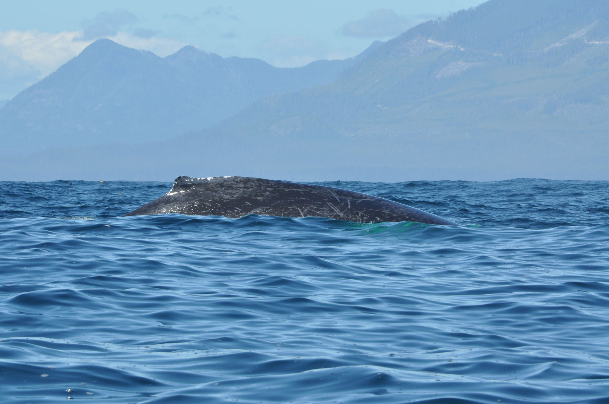 Port Renfrew, Wild Renfrew, Orca Spirit, Port Renfrew Tours, Wild Renfrew Adventure Centre, Juan De Fuca Trail, Port Renfrew Whale Watching, Port Renfrew Ocean Tours, Traveling Islanders