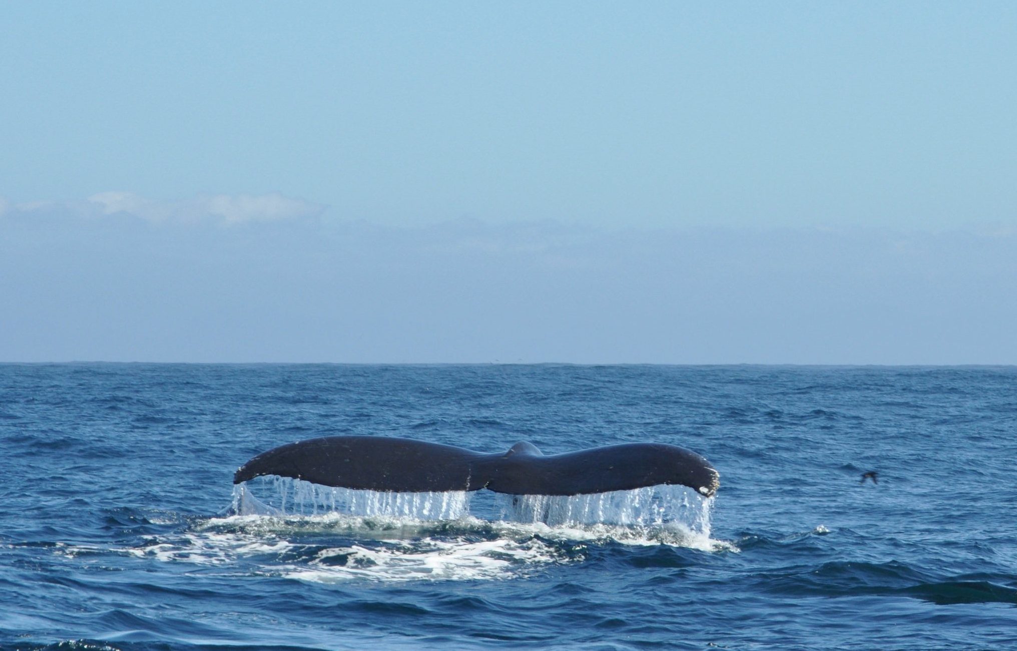 Port Renfrew, Wild Renfrew, Orca Spirit, Port Renfrew Tours, Wild Renfrew Adventure Centre, Juan De Fuca Trail, Port Renfrew Whale Watching, Port Renfrew Ocean Tours, Traveling Islanders