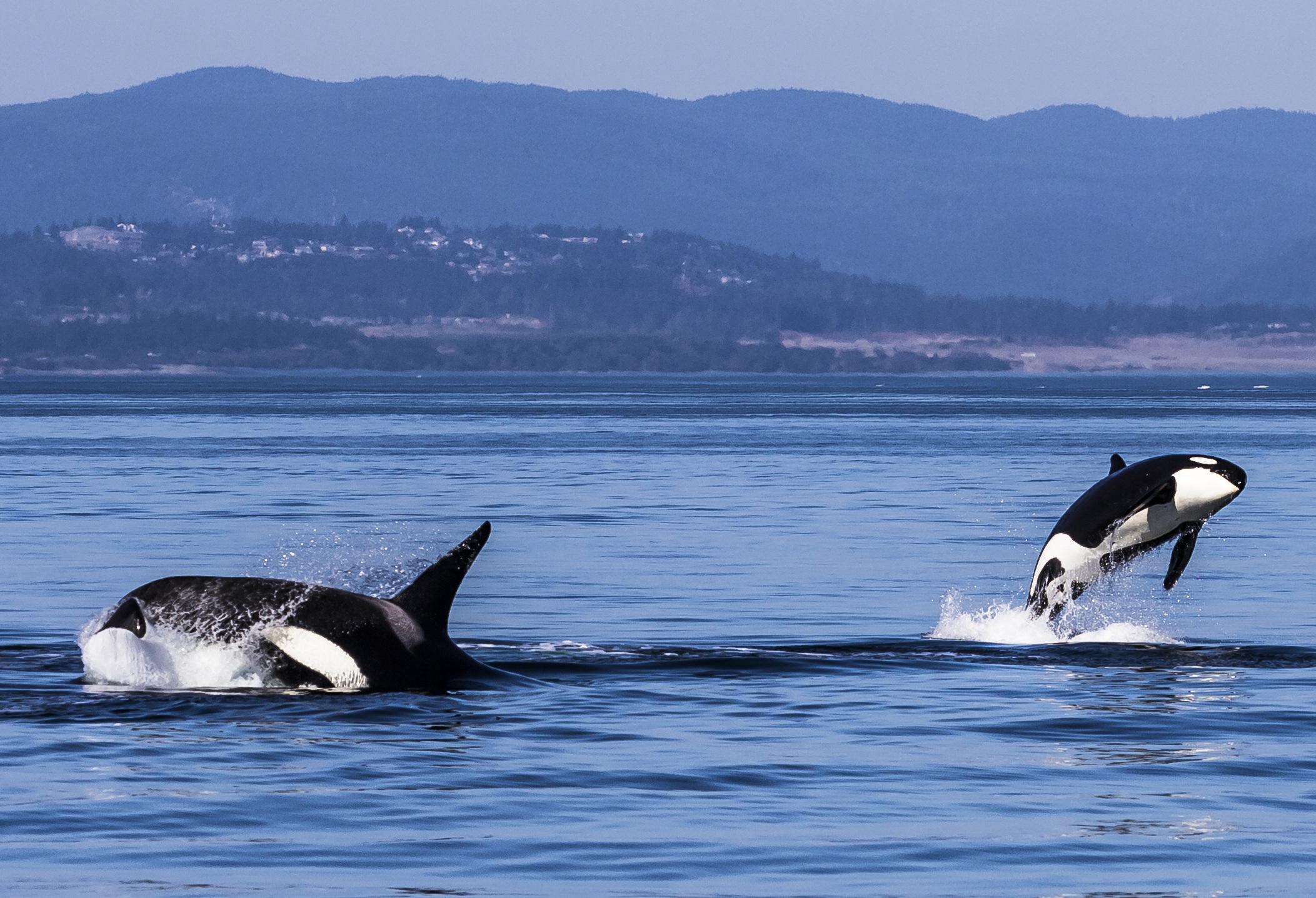 Victoria Whale Watching, Orcas