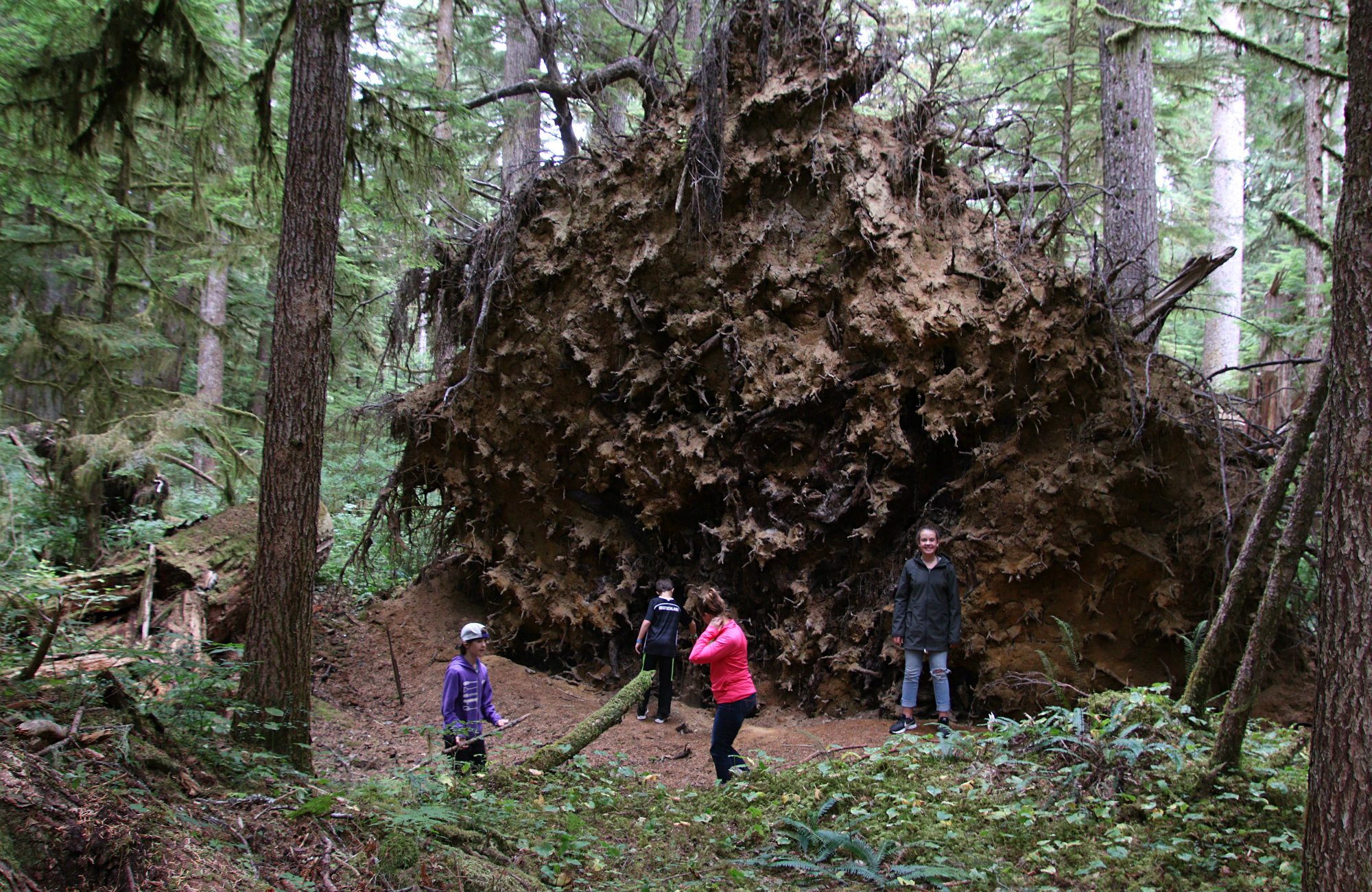 Cove Adventures, North Island Hiking, North Island, Vancouver Island, Vancouver Island trees, Giant Spruce Tree, Telegraph Cove, Port Hardy, Cape Scott Trail, Cape Scott, Vancouver Island travel, Vancouver Island vacation