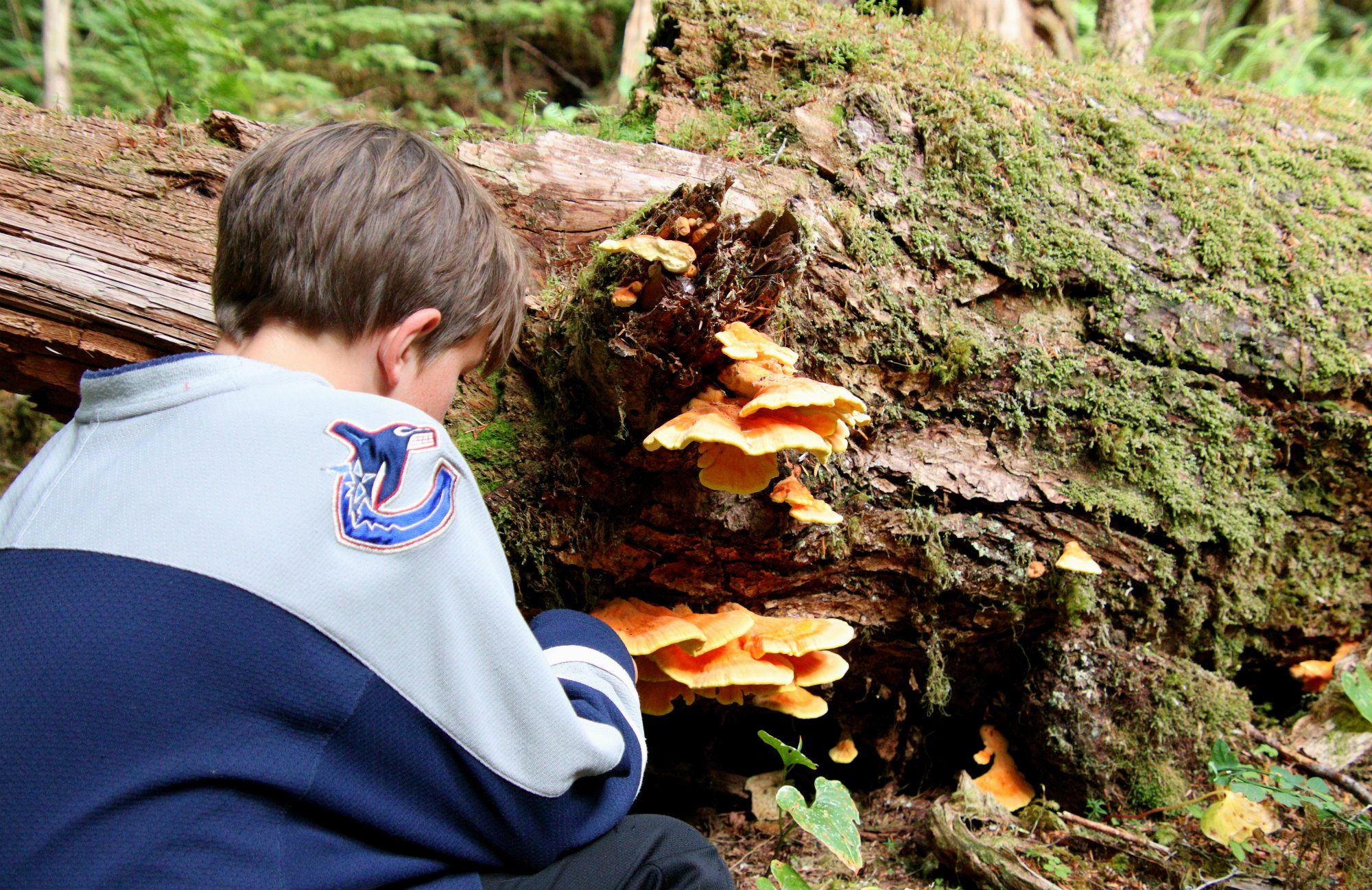 Cove Adventures, North Island Hiking, North Island, Vancouver Island, Vancouver Island trees, Giant Spruce Tree, Telegraph Cove, Port Hardy, Cape Scott Trail, Cape Scott, Vancouver Island travel, Vancouver Island vacation