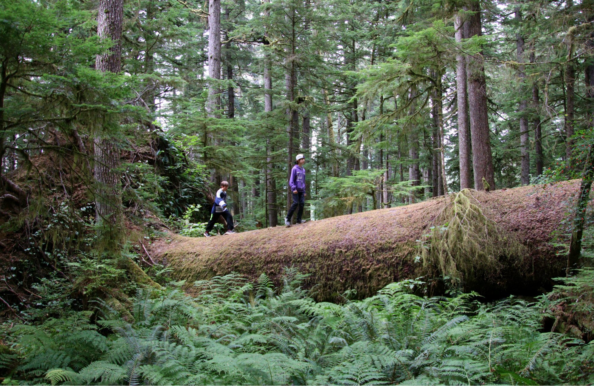 Bear Cove Cottages, Cove Adventures, North Island Hiking, North Island, Vancouver Island, Vancouver Island trees, Giant Spruce Tree, Telegraph Cove, Port Hardy, Cape Scott Trail, Cape Scott, Vancouver Island travel, Vancouver Island vacation