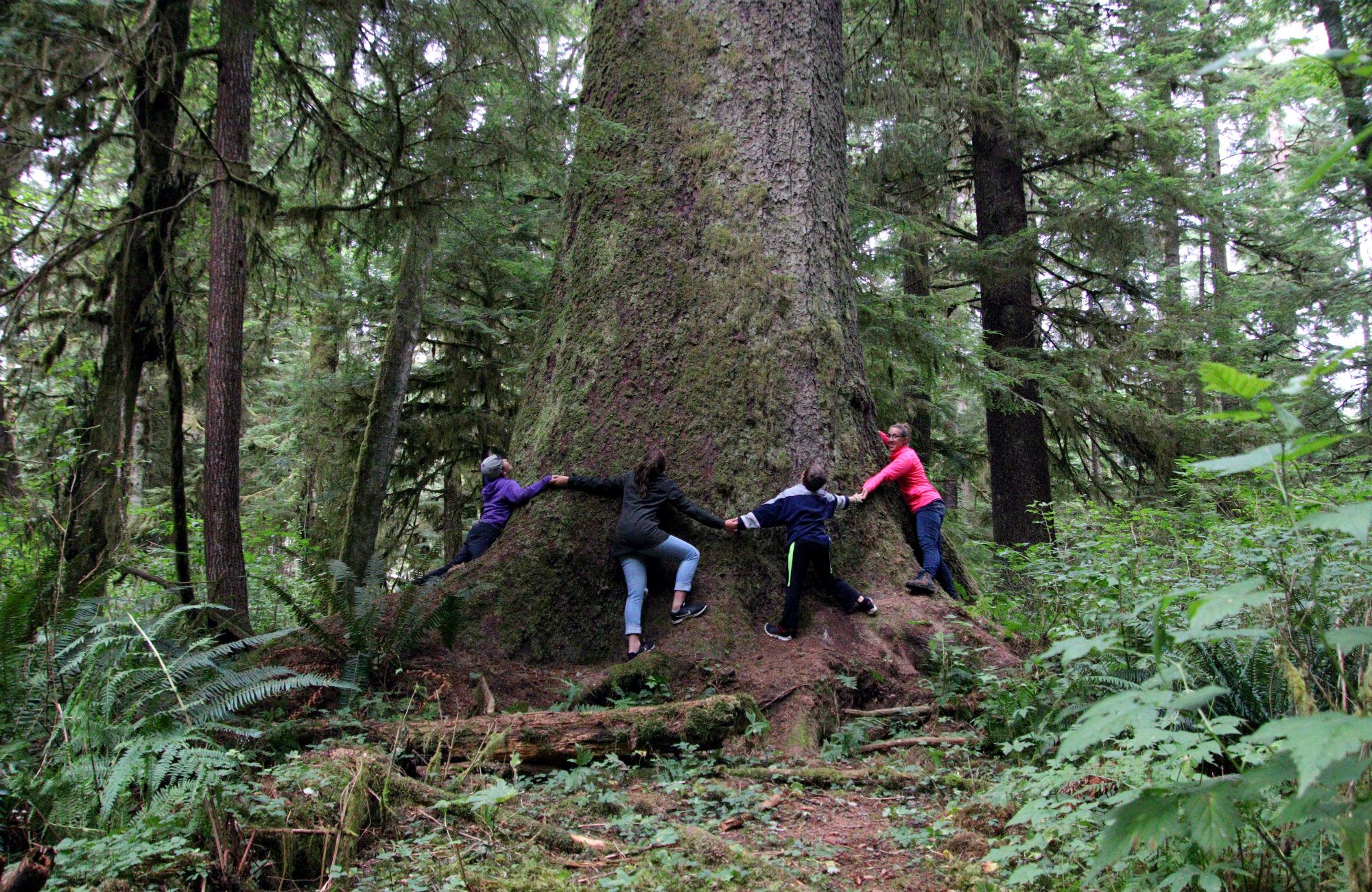 Bear Cove Cottages, Cove Adventures, North Island Hiking, North Island, Vancouver Island, Vancouver Island trees, Giant Spruce Tree, Telegraph Cove, Port Hardy, Cape Scott Trail, Cape Scott, Vancouver Island travel, Vancouver Island vacation