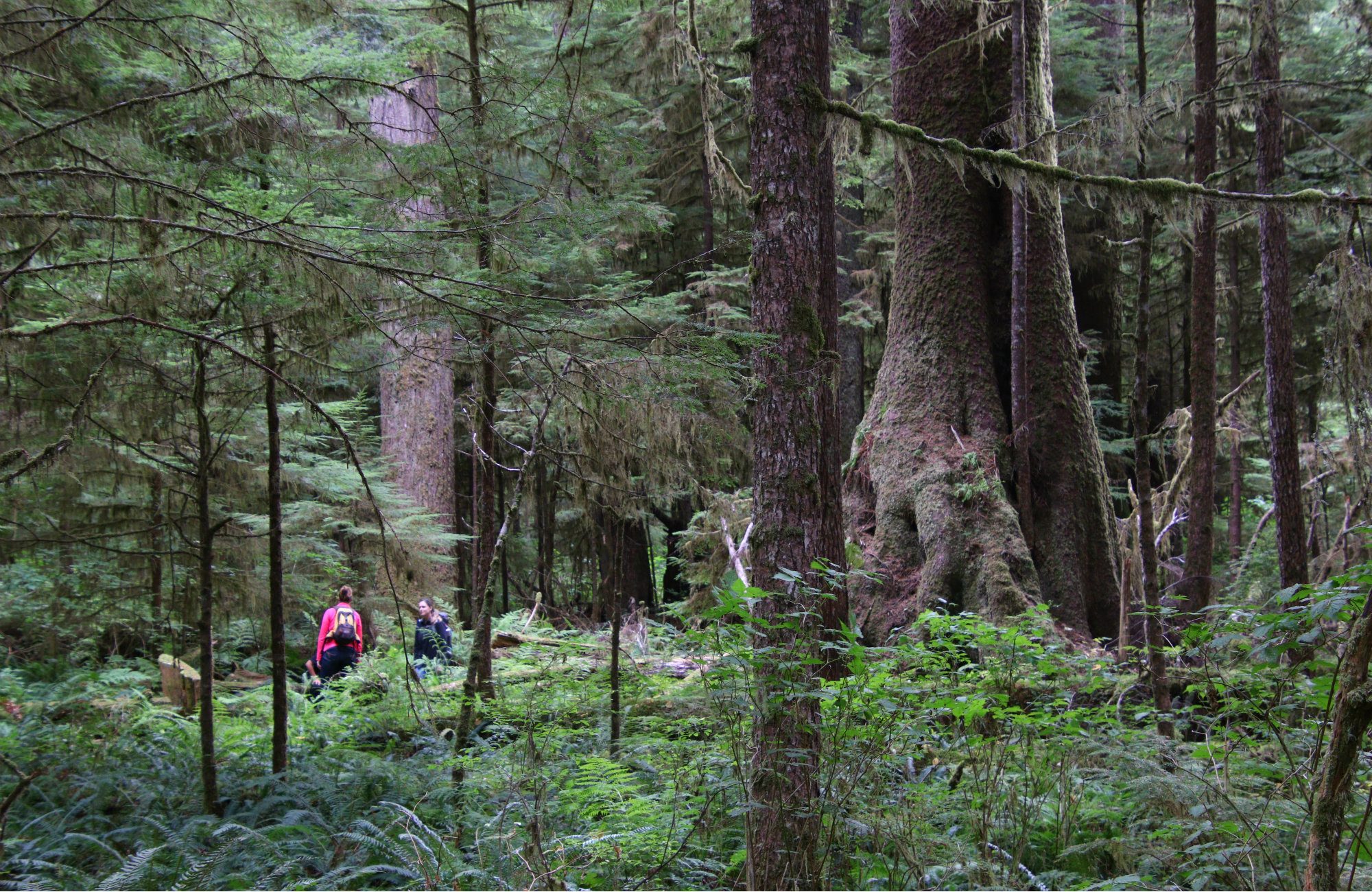 Bear Cove Cottages, Cove Adventures, North Island Hiking, North Island, Vancouver Island, Vancouver Island trees, Giant Spruce Tree, Telegraph Cove, Port Hardy, Cape Scott Trail, Cape Scott, Vancouver Island travel, Vancouver Island vacation