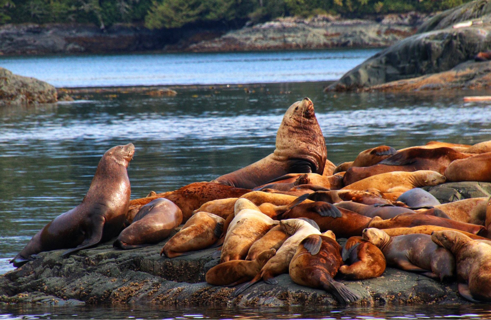 Stubbs-Island Whale Watching, North Island whale watching, North Island, Vancouver Island eco tours, 