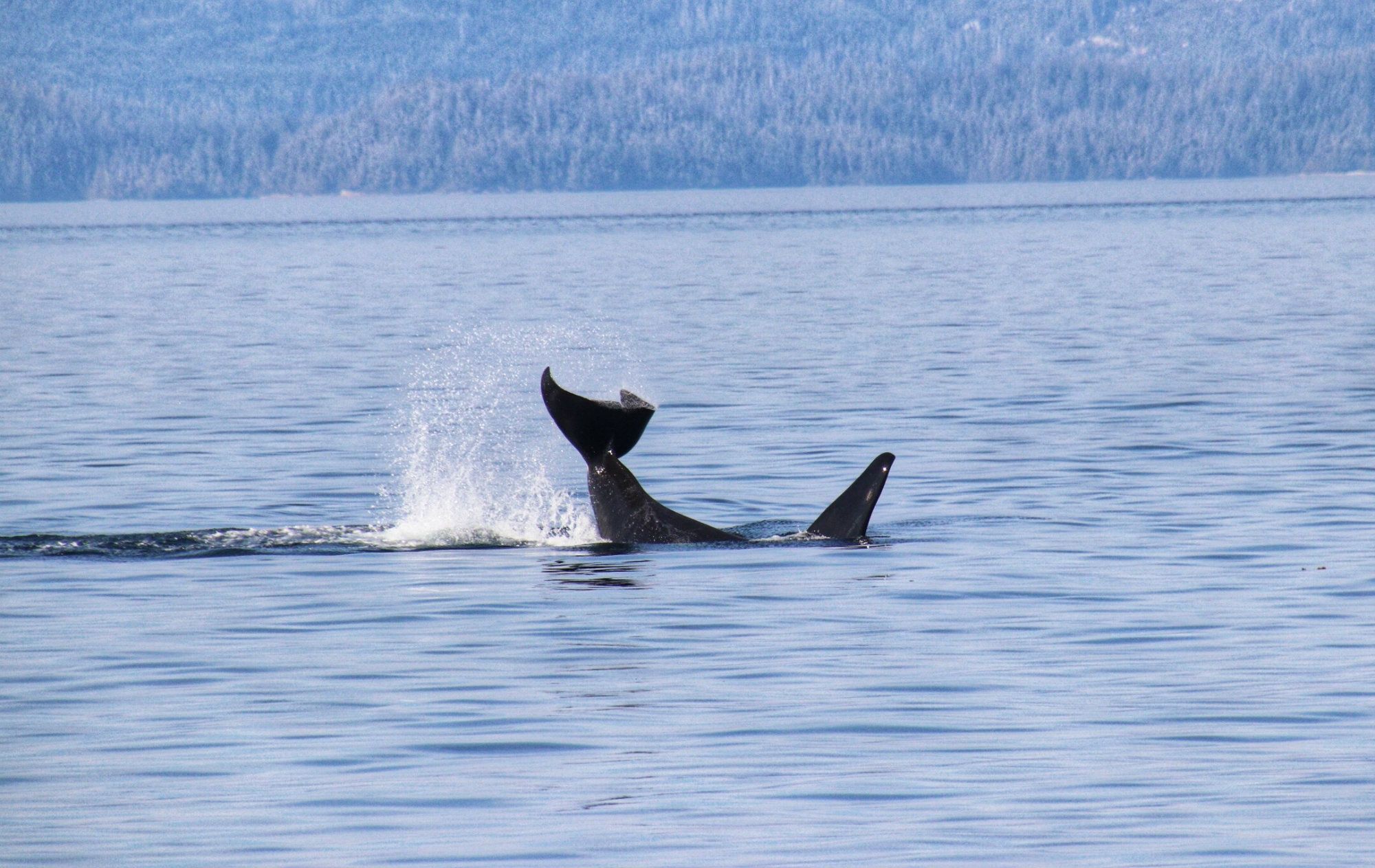 Stubbs-Island Whale Watching, North Island whale watching, North Island, Vancouver Island eco tours, 