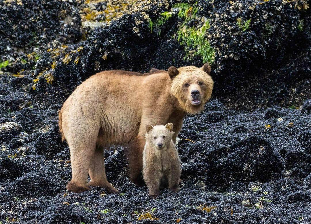 Bear Watching Vancouver Island, Grizzly Bears Vancouver Island