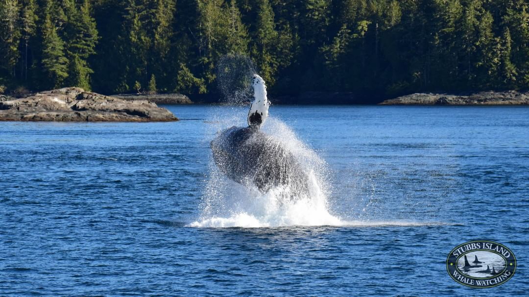 Stubbs Island, North Island whale watching, Vancouver Island whale watching, Telegraph Cove whale watching, Telegraph Cove, Port Hardy