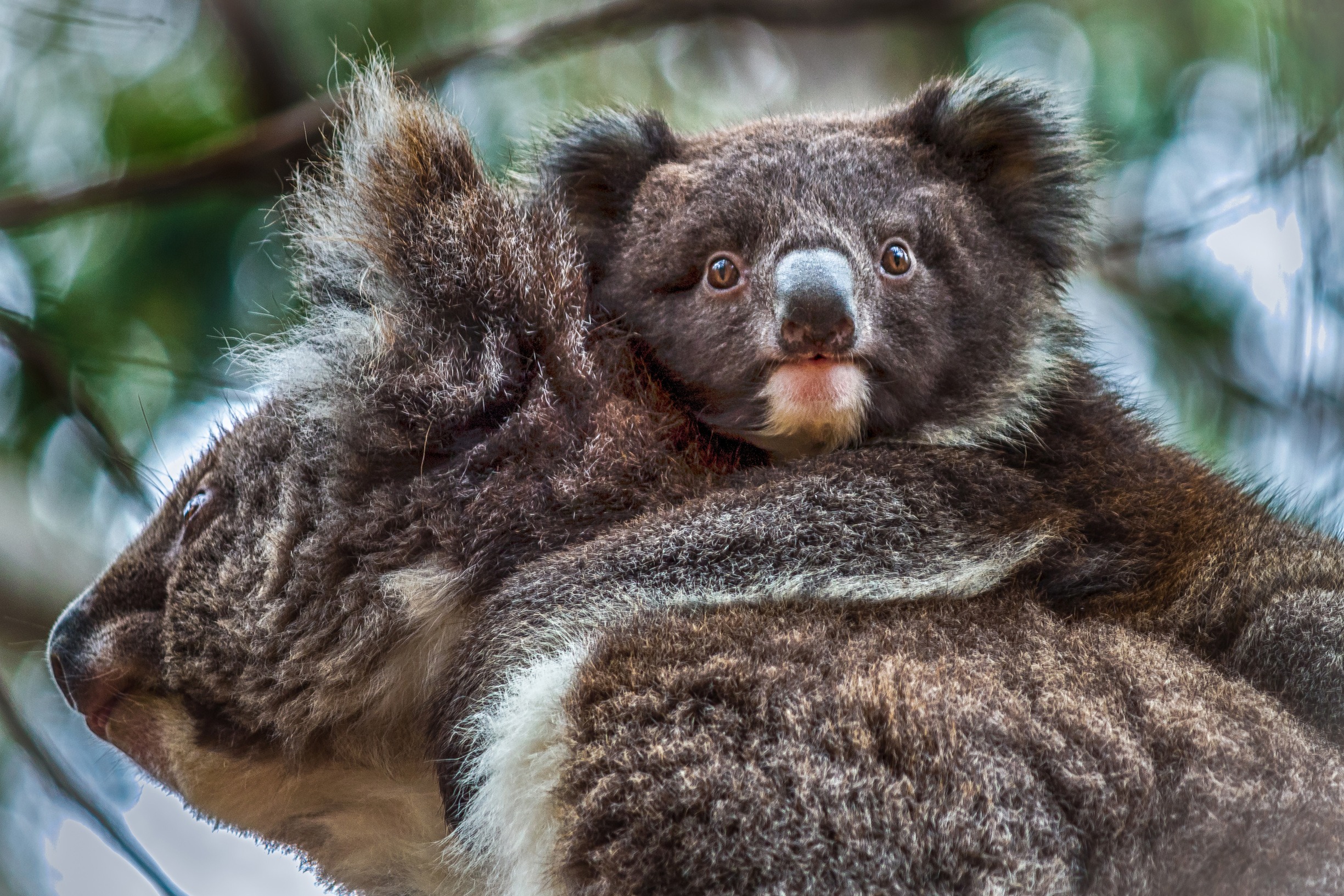 Koala, Kangaroo Island