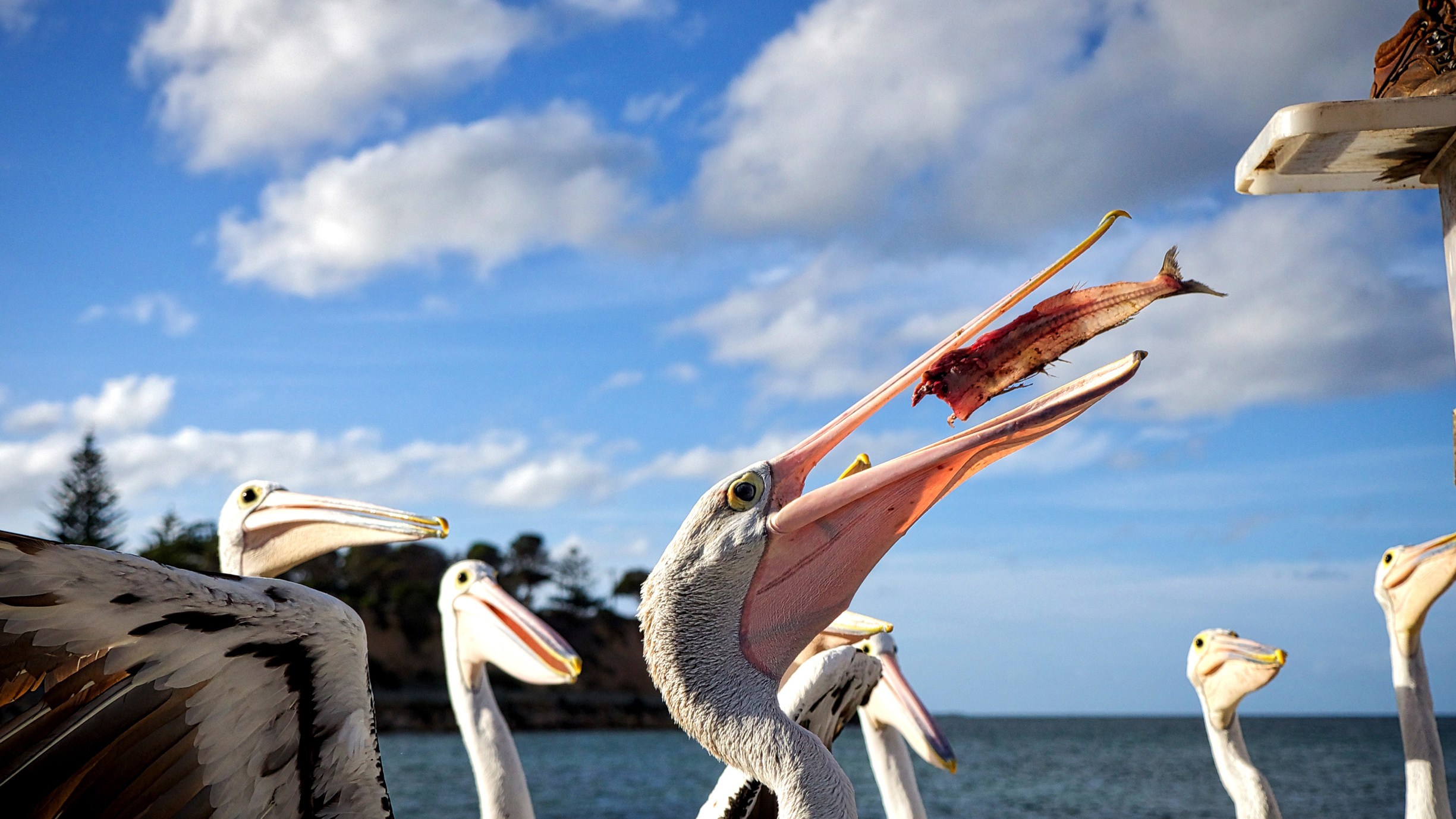 Kangaroo Island