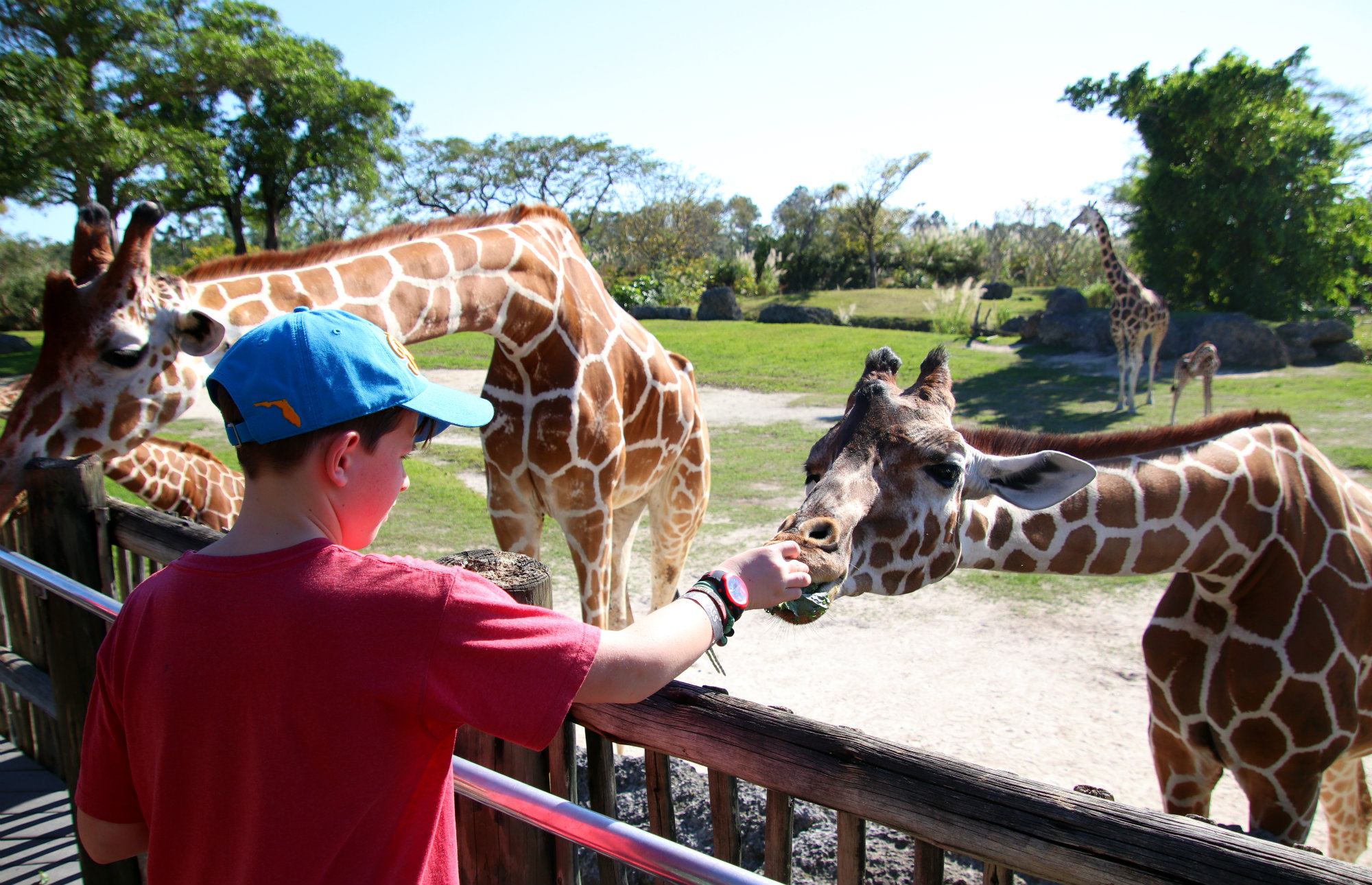 zoo Miami, Miami family activities, zoo