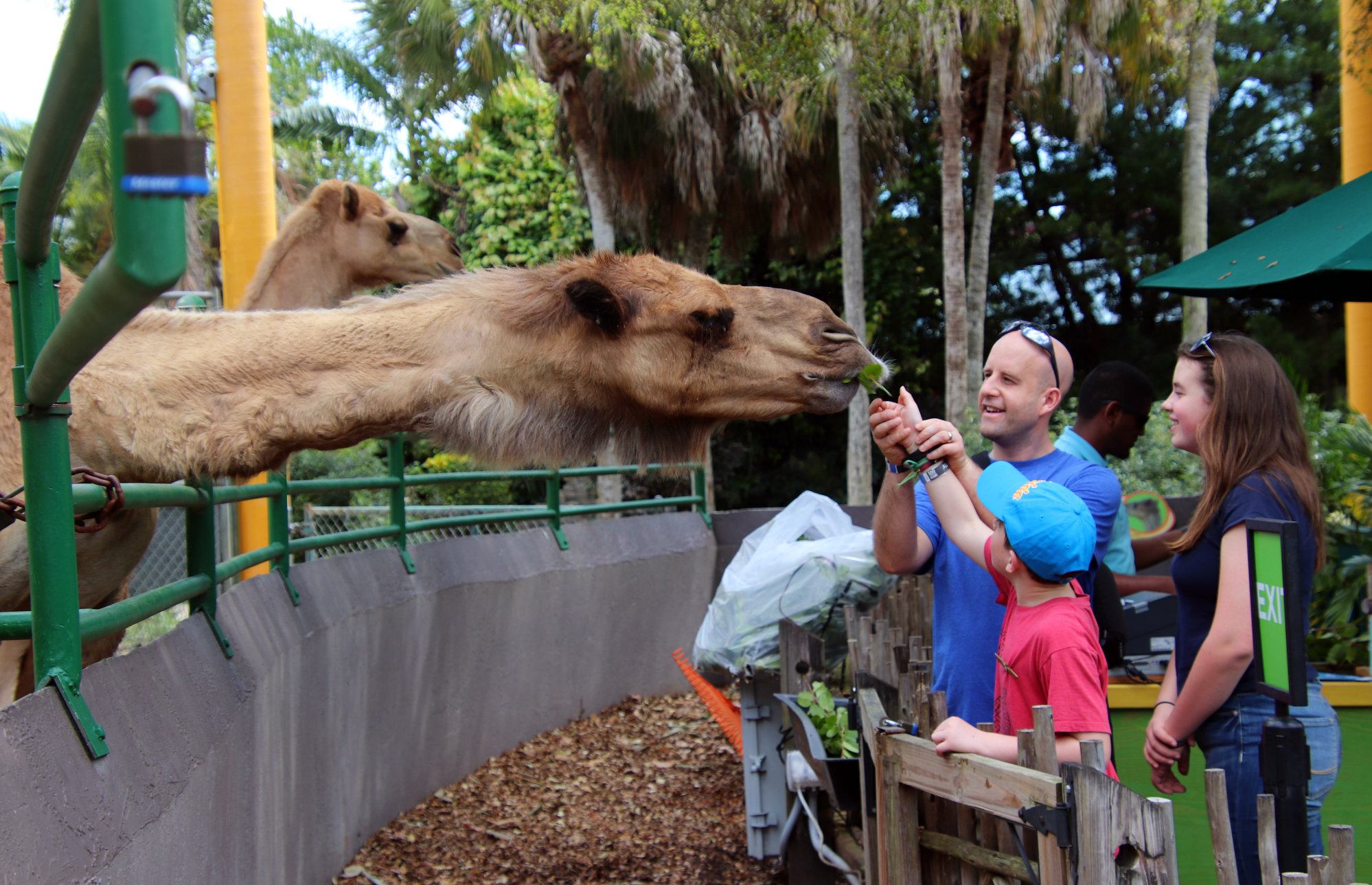 Don't Just Look At The Animals! Feed Them At Zoo Miami! - Traveling  Islanders