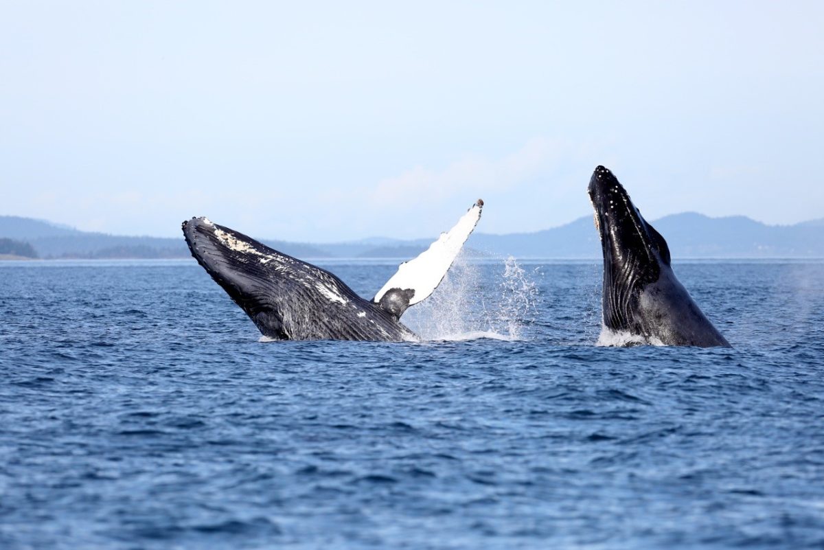 Mark Malleson, Whales, Whale Watching. 