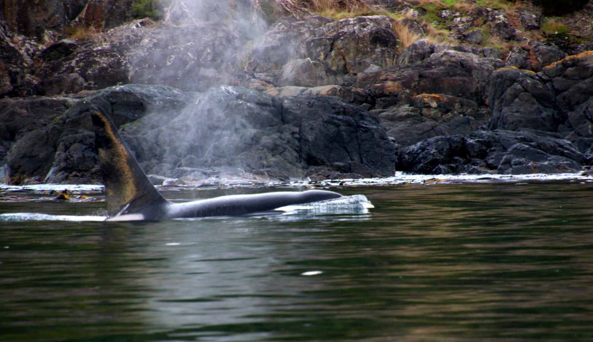 Prince Of Whales, Victoria Whale Watching, Vancouver Island, Traveling Islanders