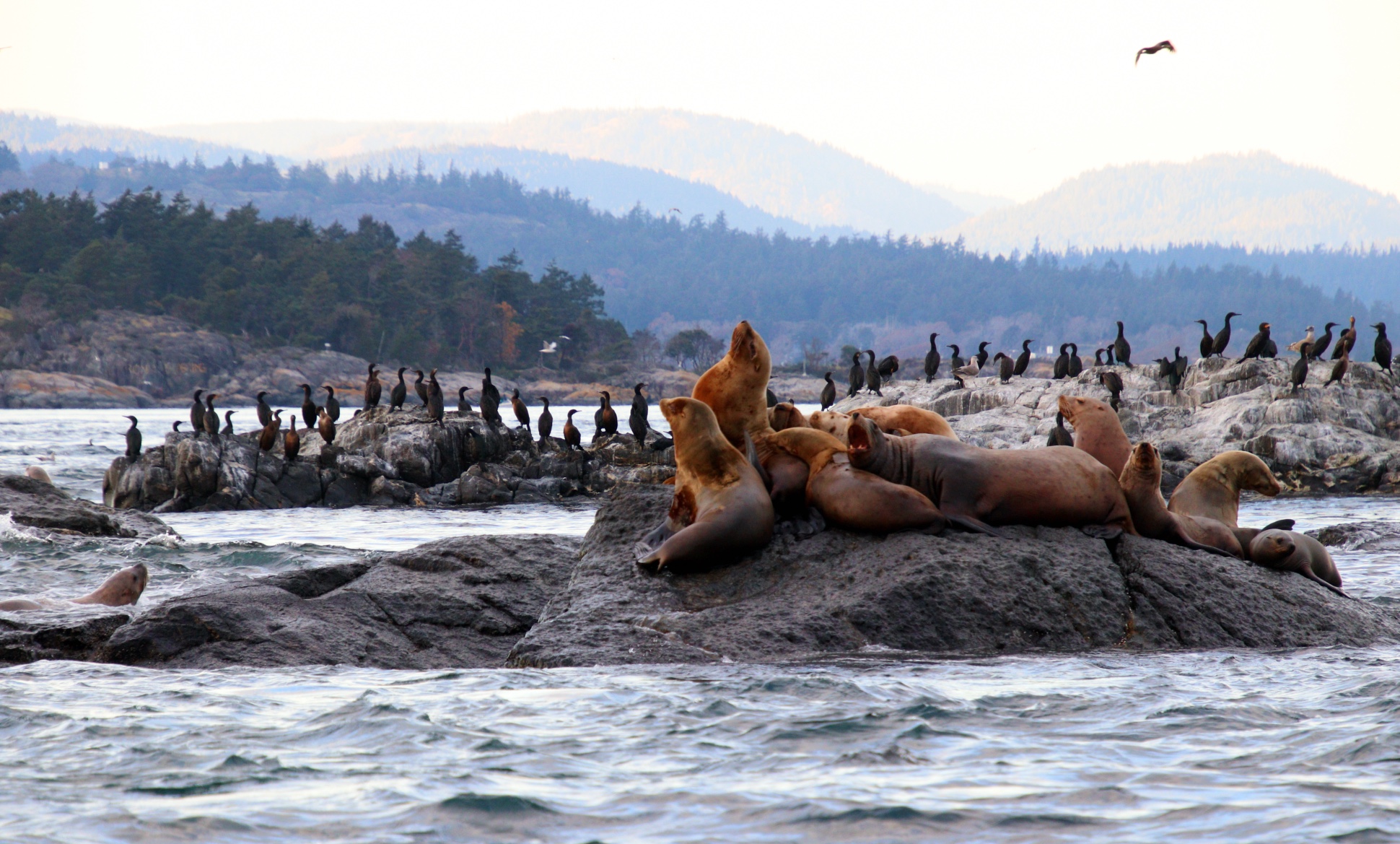 Prince Of Whales, Victoria Whale Watching, Vancouver Island, Traveling Islanders, Sea Lions