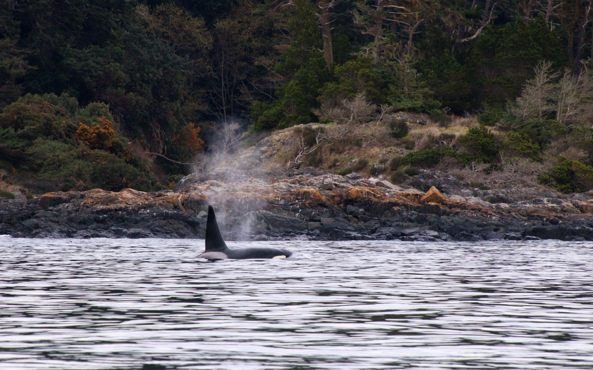 Prince Of Whales, Victoria Whale Watching, Vancouver Island, Traveling Islanders