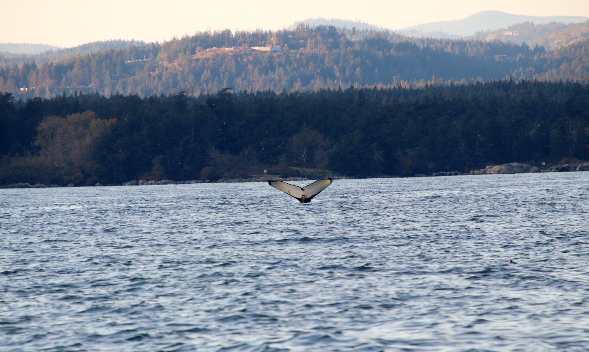 Prince Of Whales, Victoria Whale Watching, Vancouver Island, Traveling Islanders