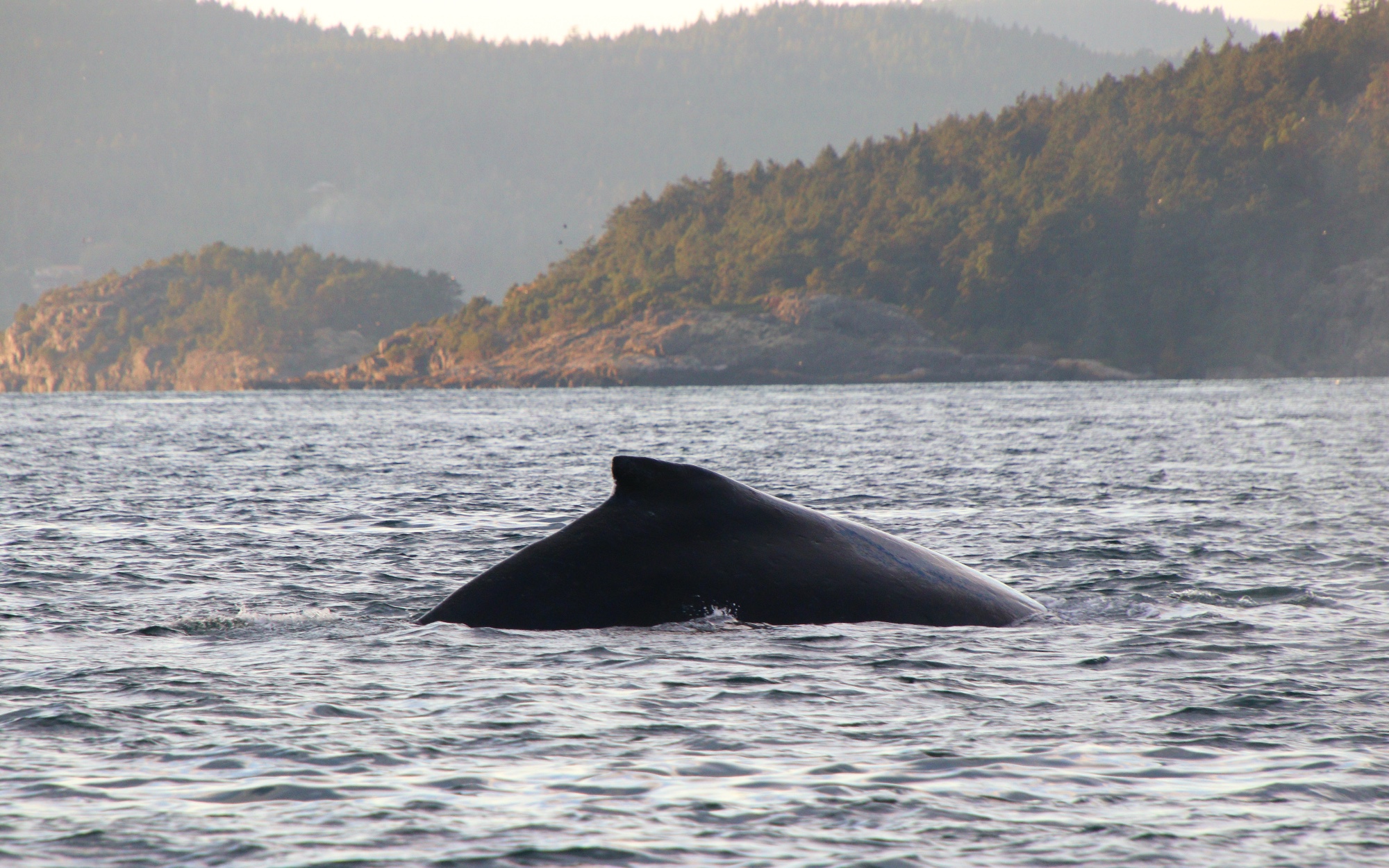 Prince Of Whales, Victoria Whale Watching, Vancouver Island, Traveling Islanders