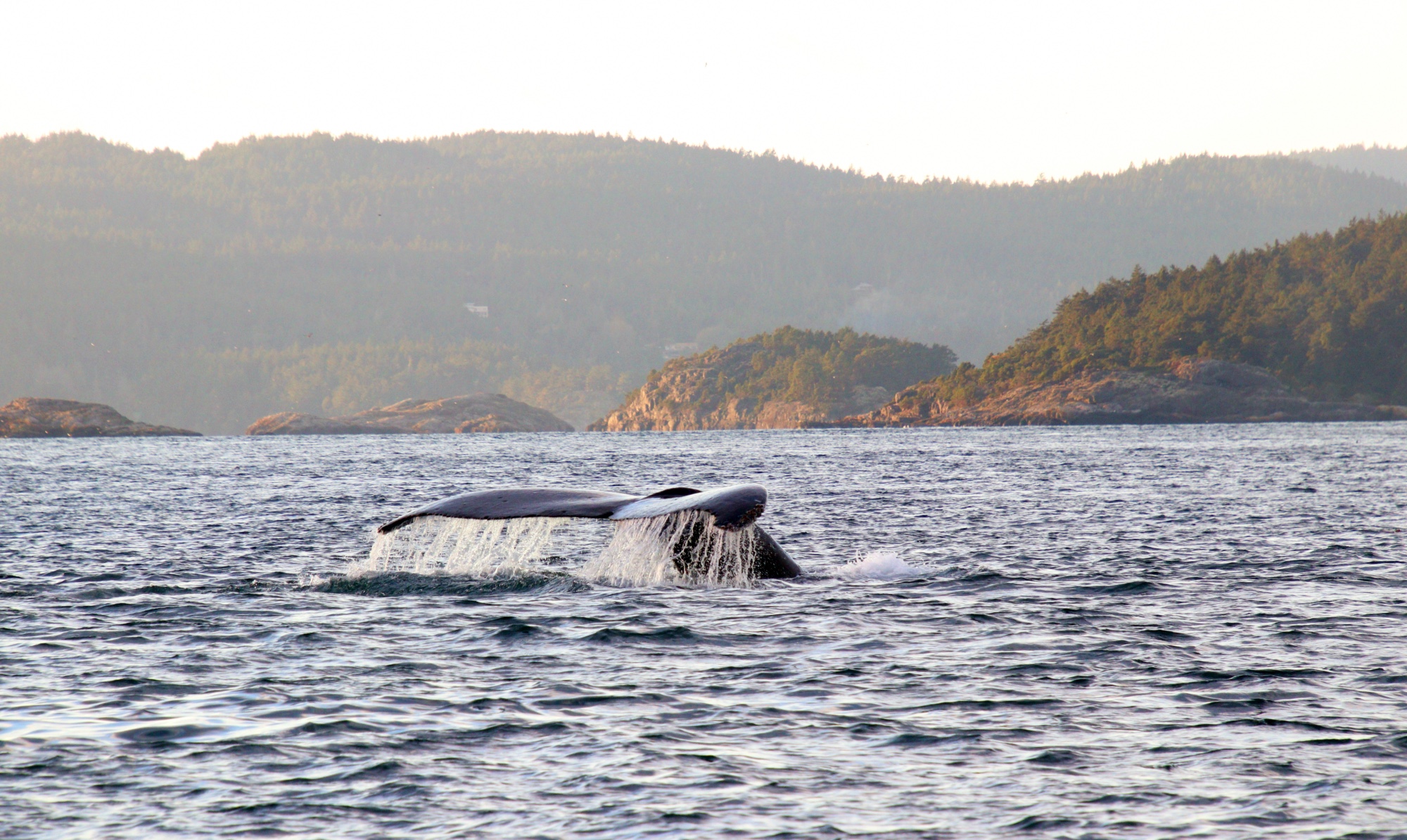Prince Of Whales, Victoria Whale Watching, Vancouver Island, Traveling Islanders