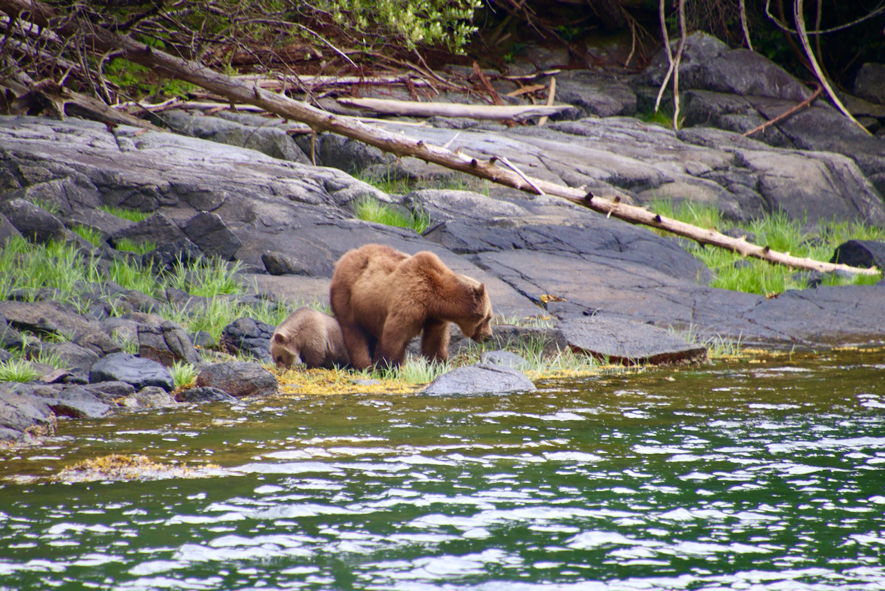 Great Bear Rainforest Tide Rip Grizzly Adventures