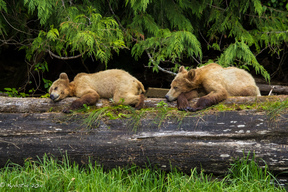 Great Bear Rainforest Tide Rip Grizzly Adventures