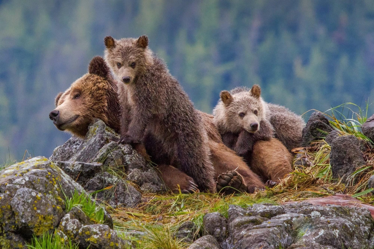 Tide Rip Grizzly Adventures Great Bear Rainforest