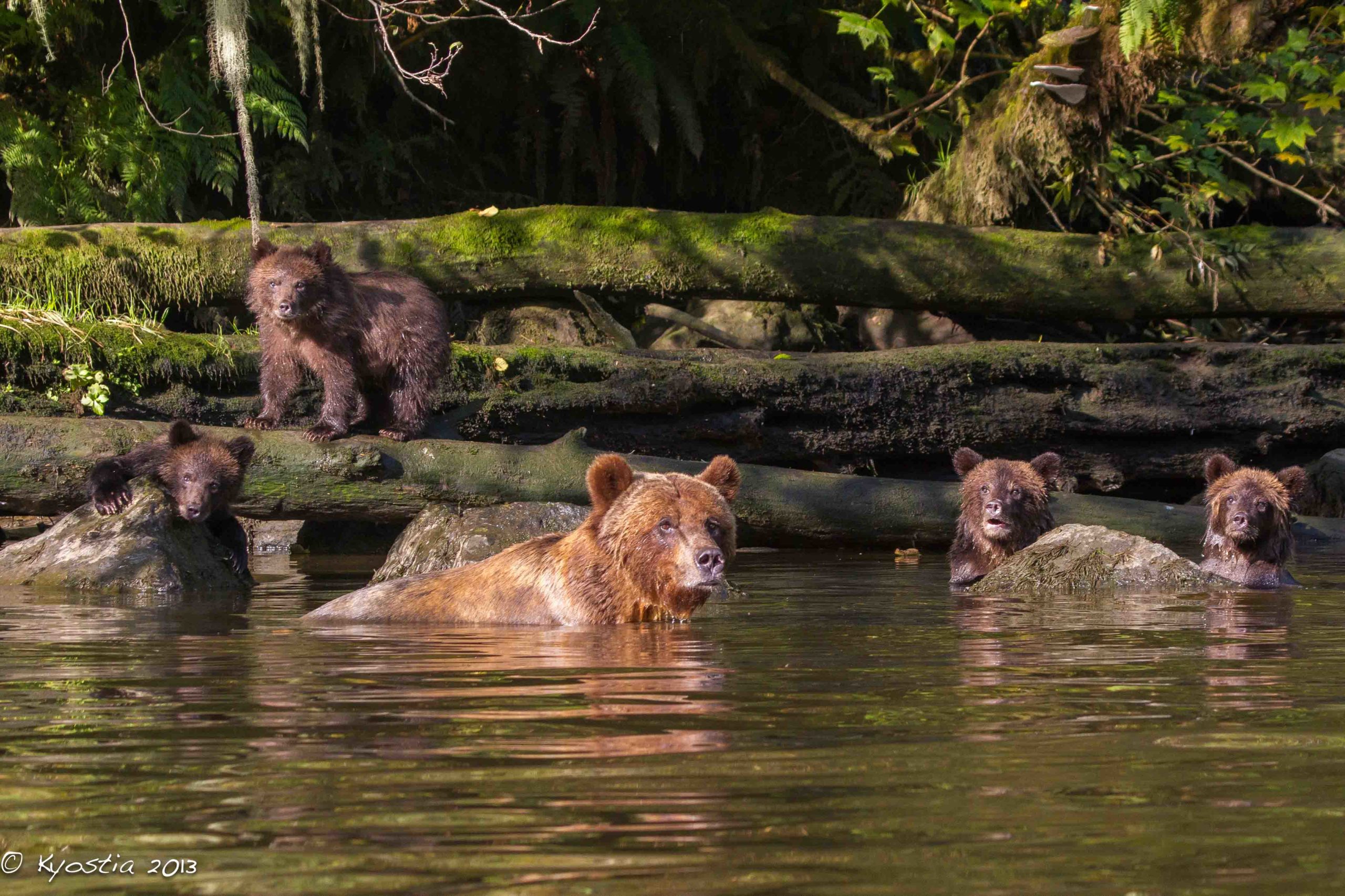 Great Bear Rainforest Tide Rip Grizzly Adventures