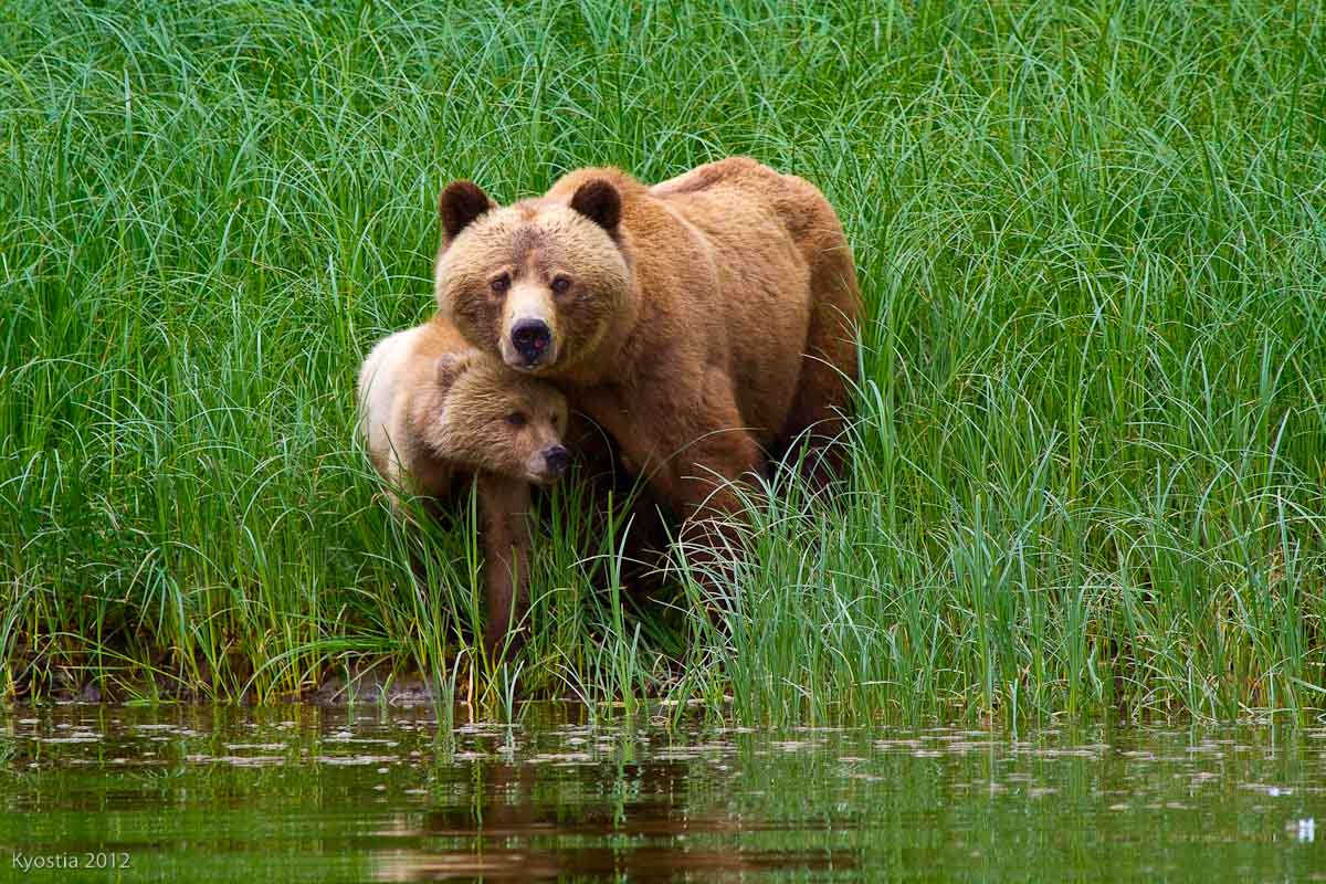 Great Bear Rainforest Tide Rip Grizzly Adventures