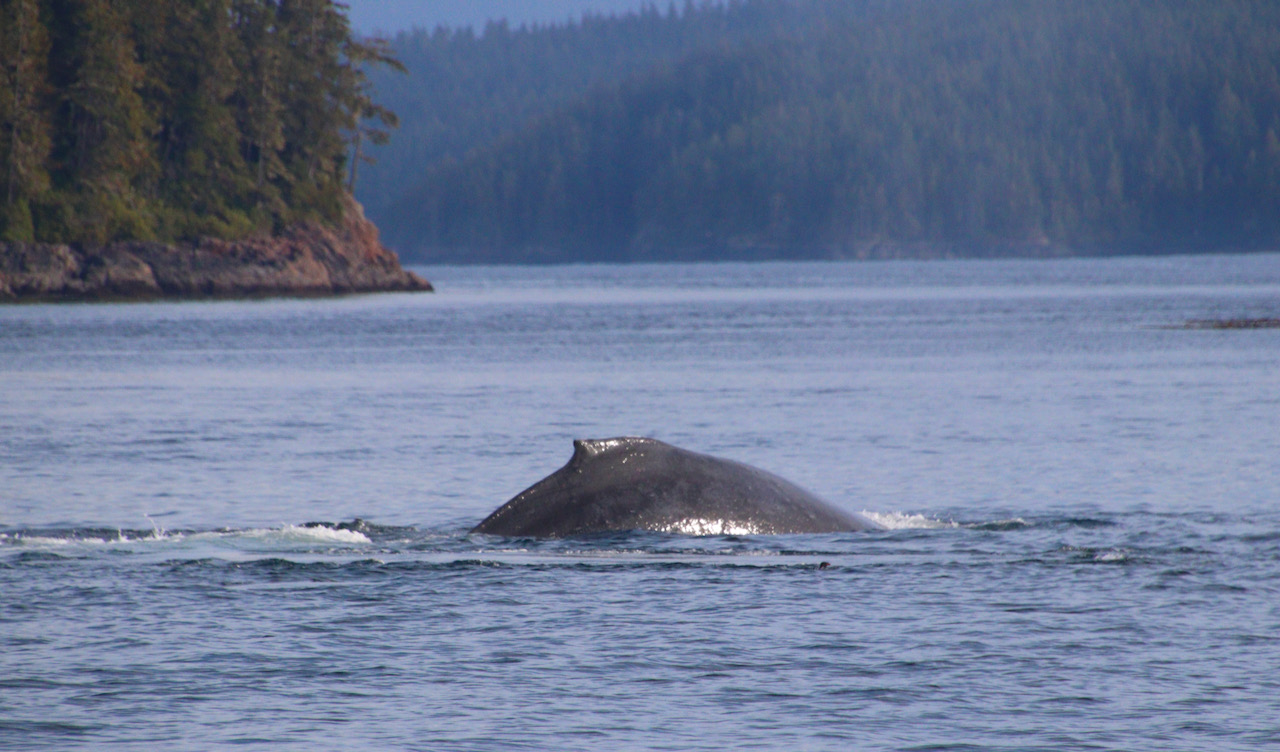 Tide Rip Grizzly Adventures In The Great Bear Rainforest