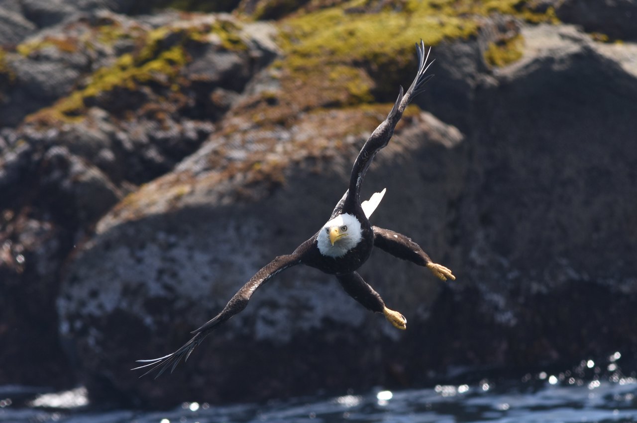 Vancouver-Island-whale-watching