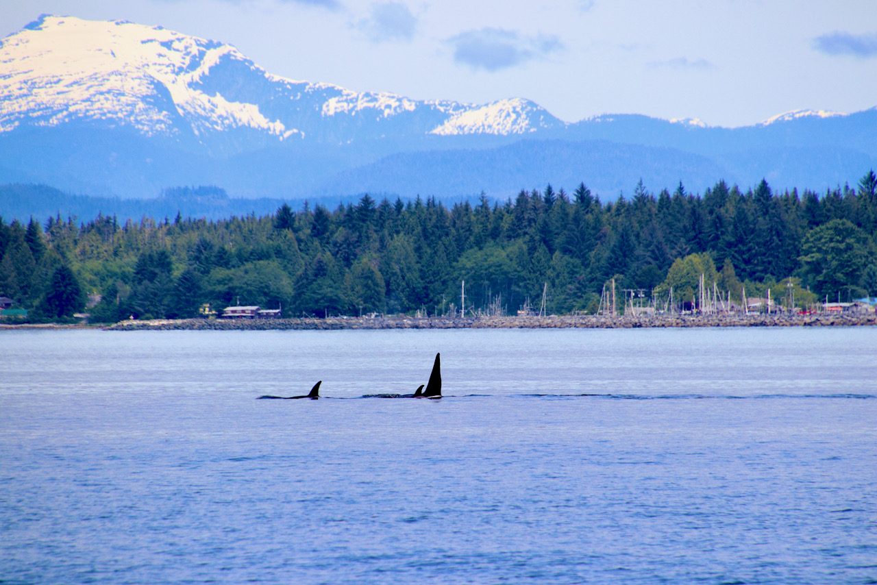 Vancouver Island whale watching