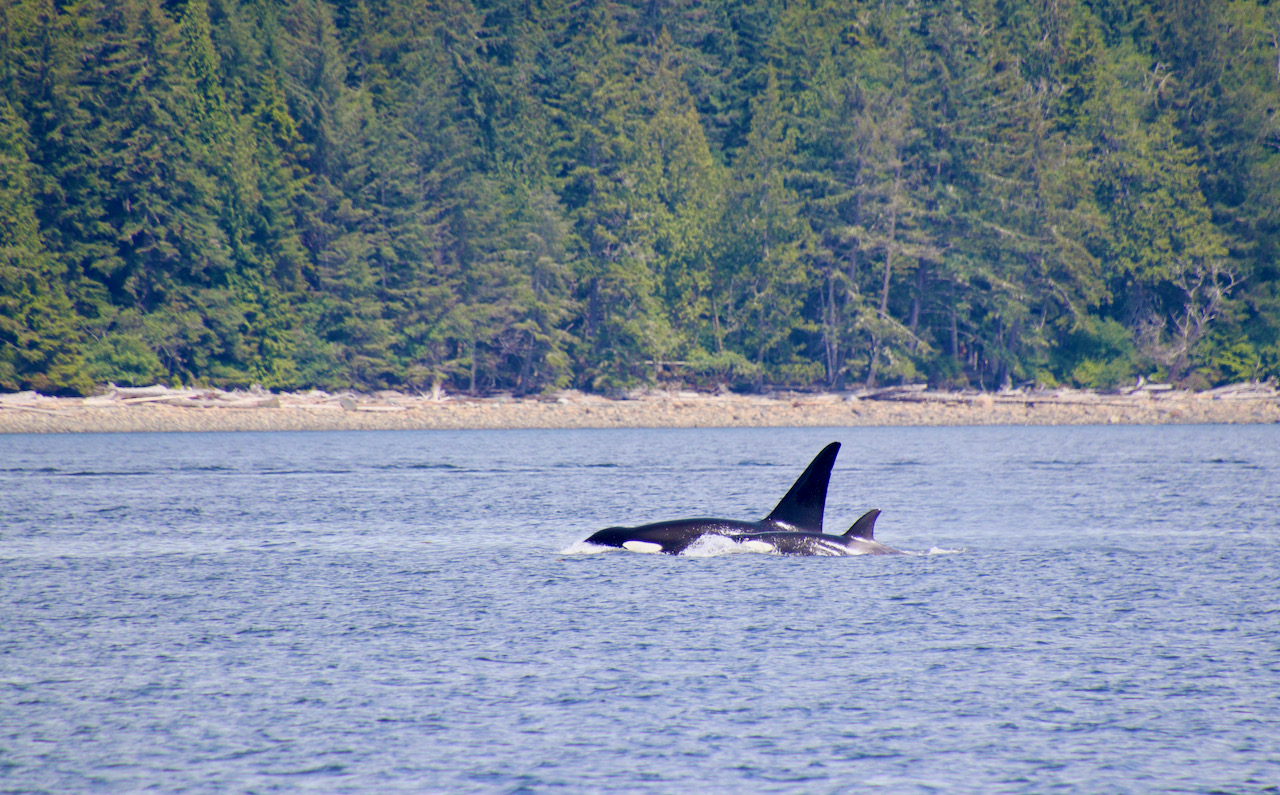 Vancouver Island whale watching