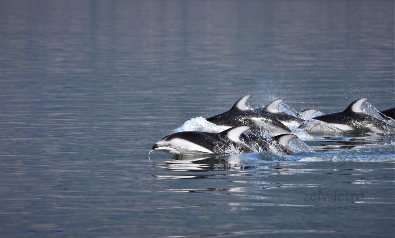 Vancouver-Island-whale-watching