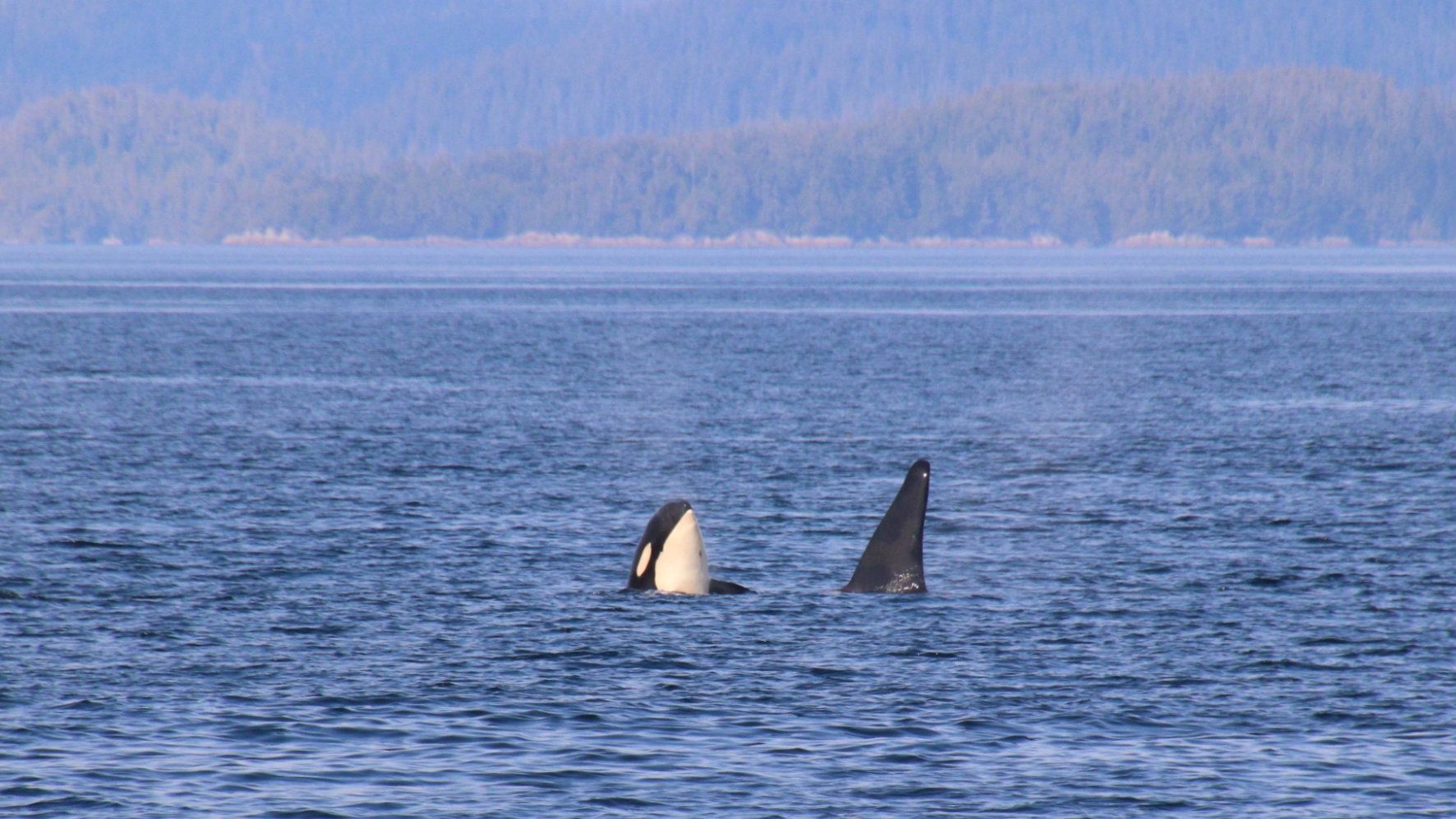 Vancouver Island whale watching