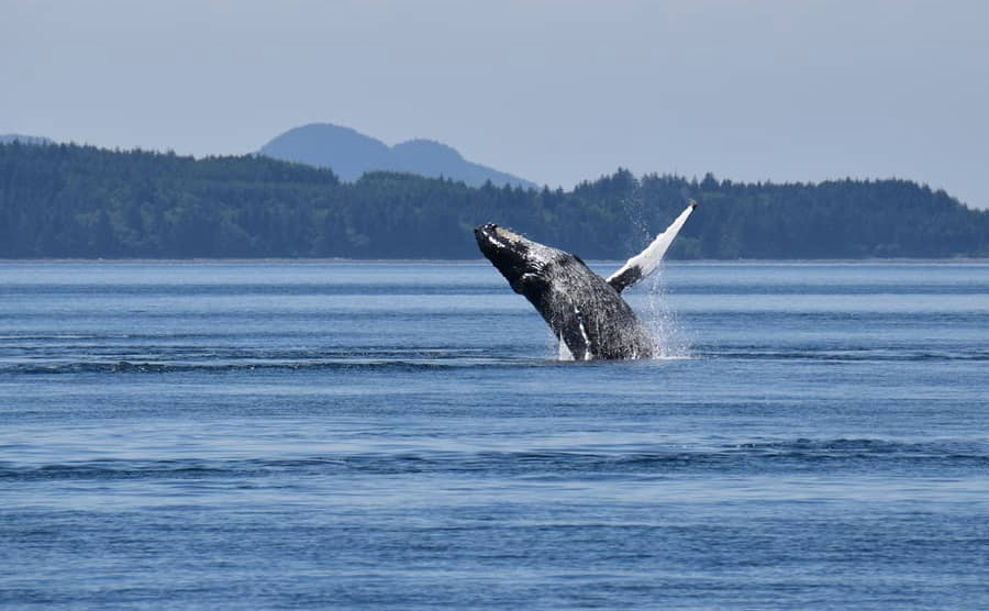 Vancouver Island whale watching tour