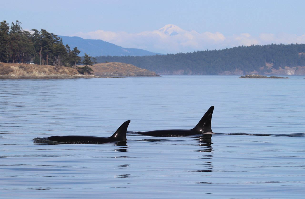 Vancouver Island whale watching