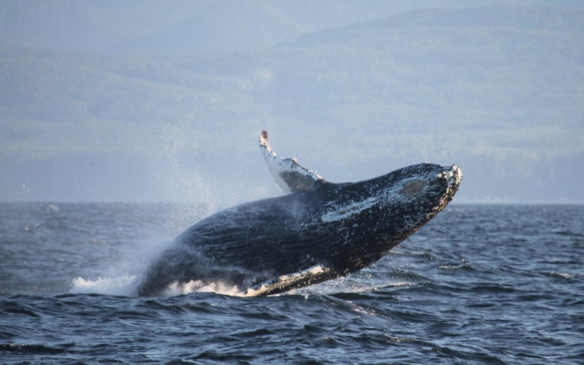 Prince Of Whales