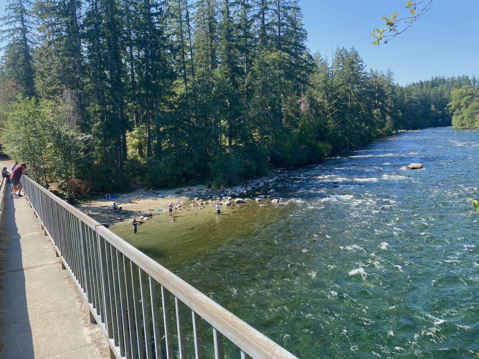Swimming With Salmon On Vancouver Island Traveling Islanders